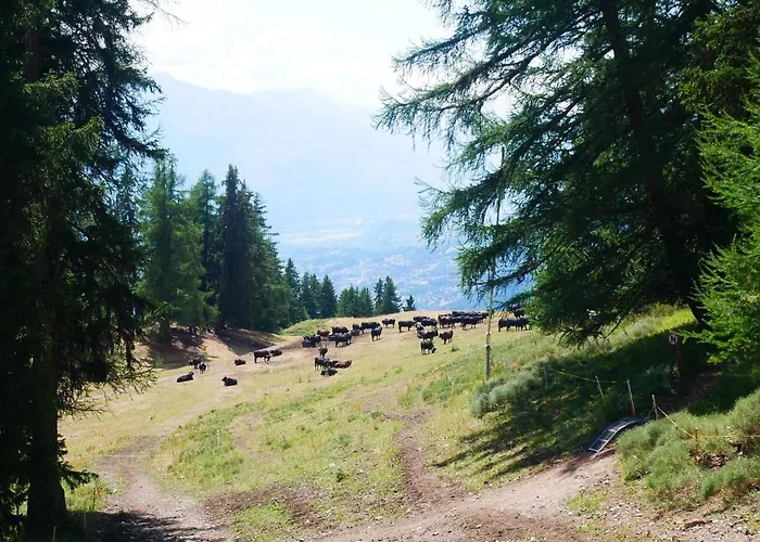 Near Slopes * Κρανς Μοντάνα